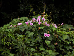 Sivun Ipomoea mauritiana Jacquin kuva