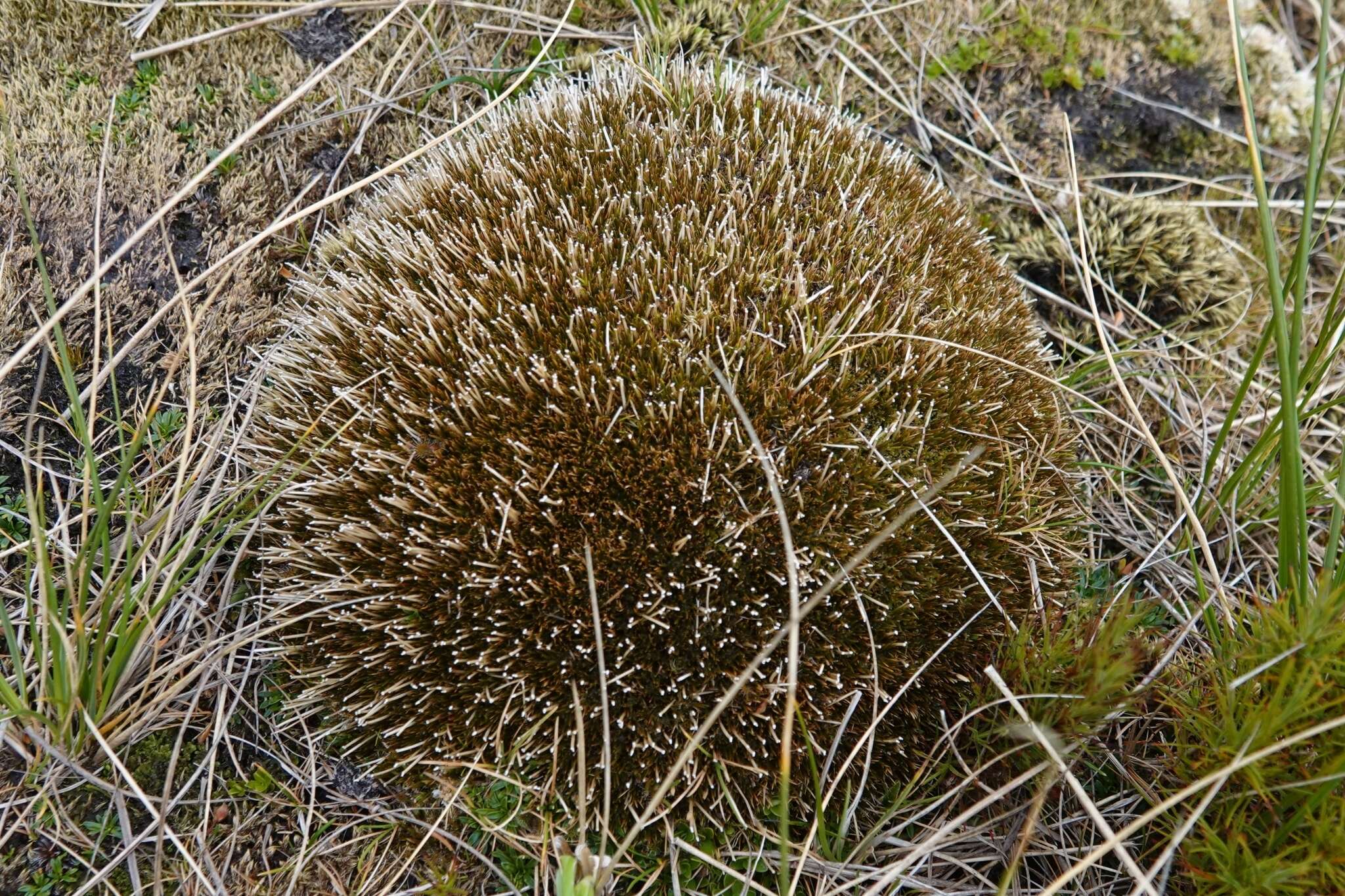 Слика од Centrolepis ciliata (Hook. fil.) Druce