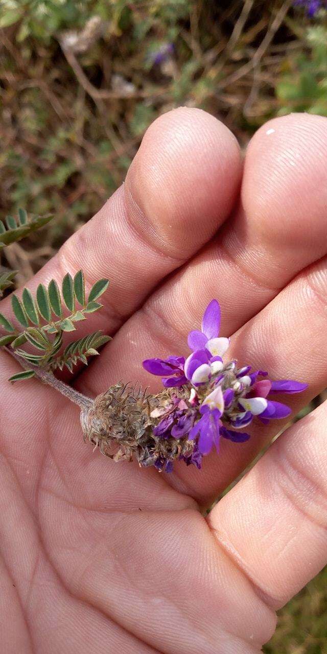 Image of Dalea cuatrecasasii Barneby