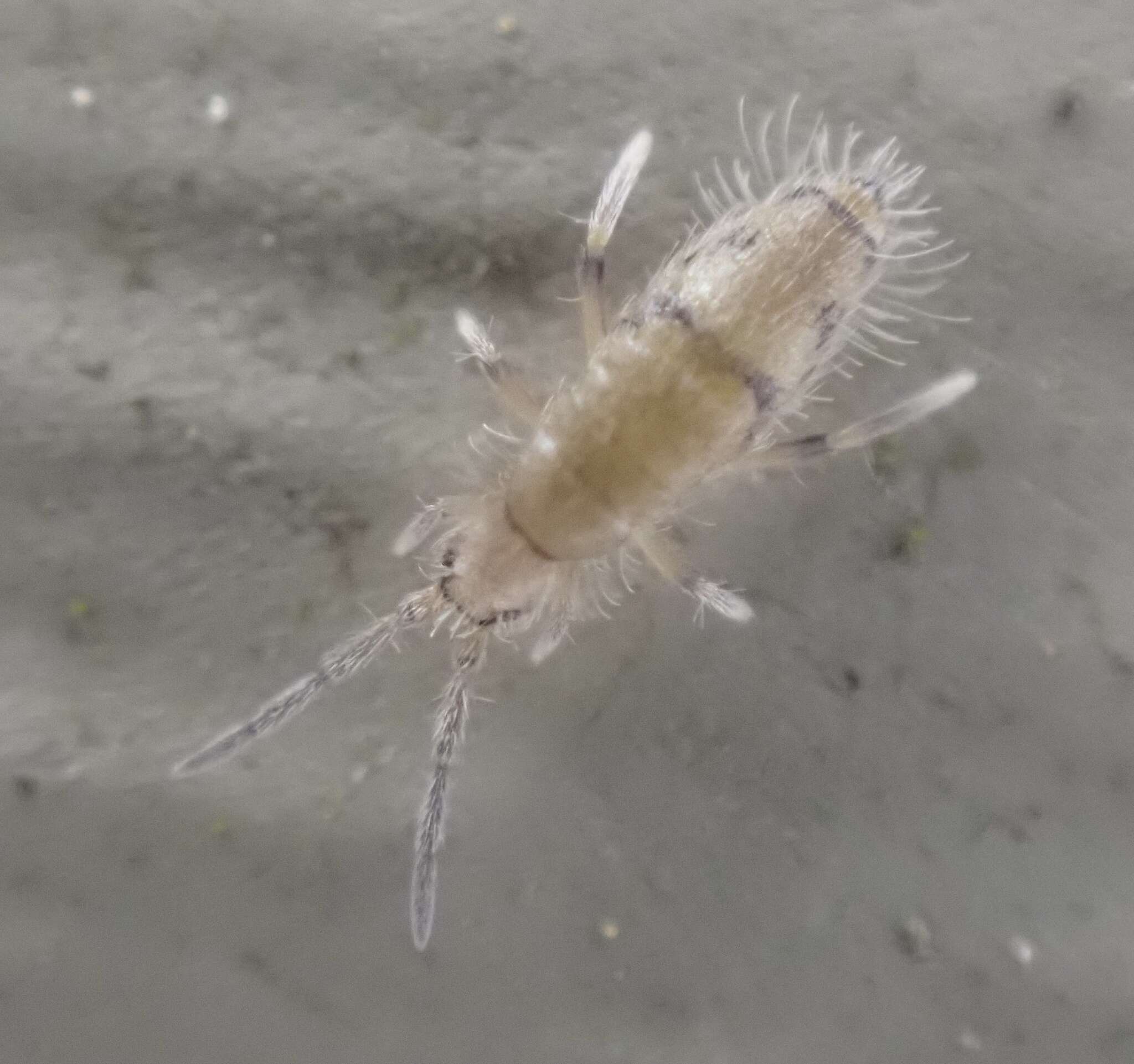 Image of Elongate-bodied Springtail