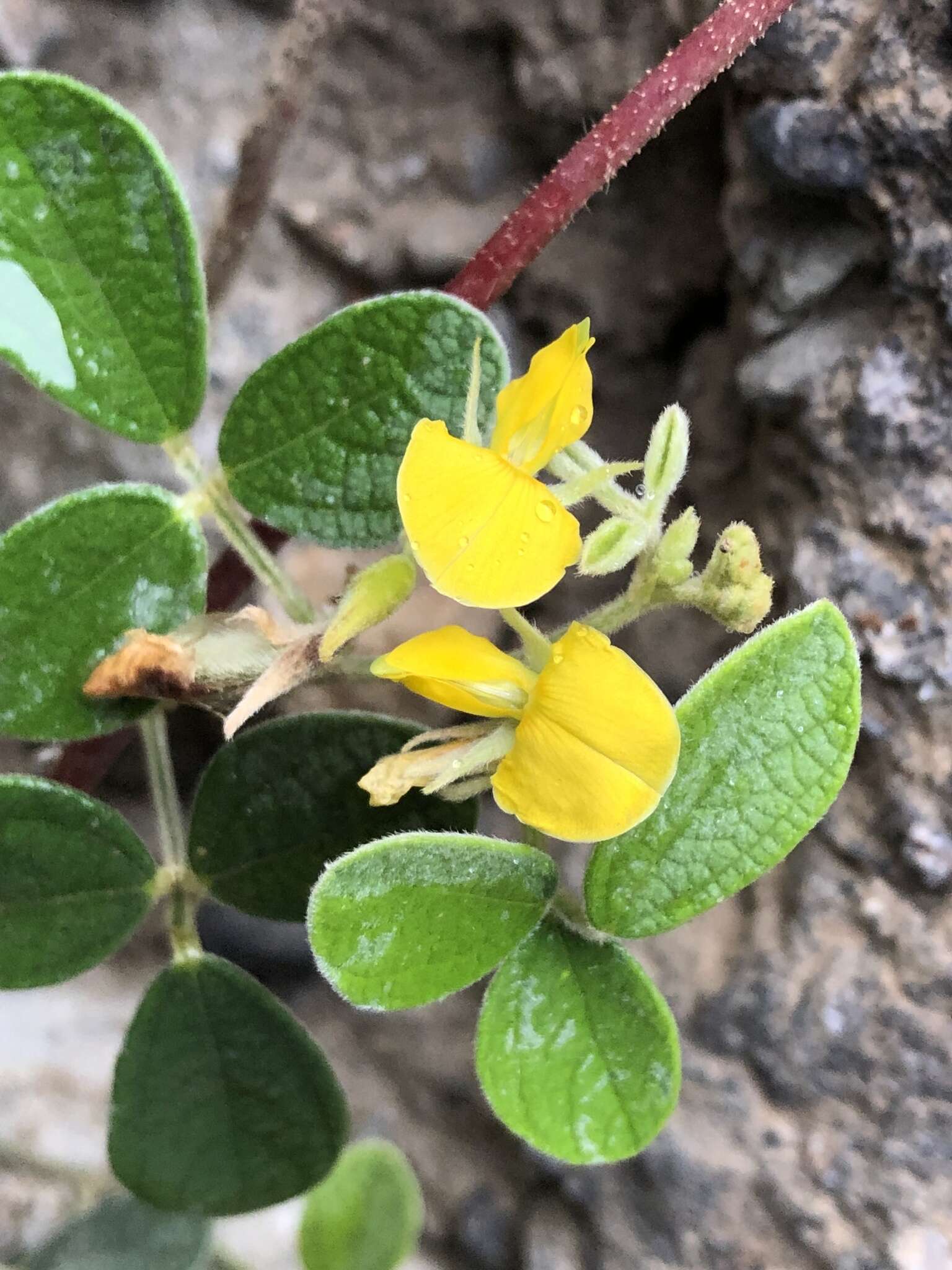 Image of showy pigeonpea