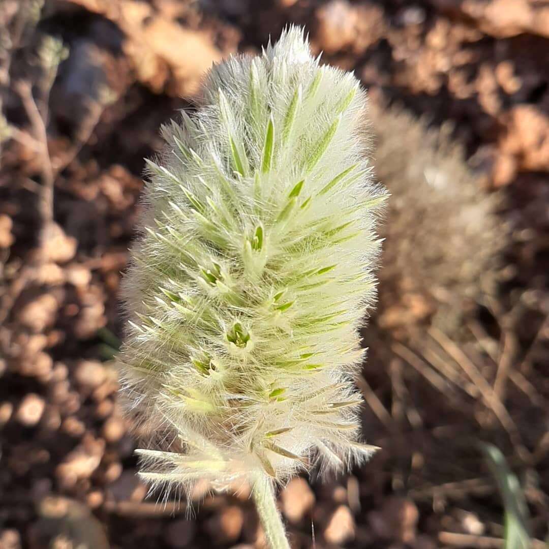 Image of Ptilotus clementii (Farmar) Benl