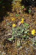 Image de Packera bellidifolia (Kunth) W. A. Weber & Á. Löve