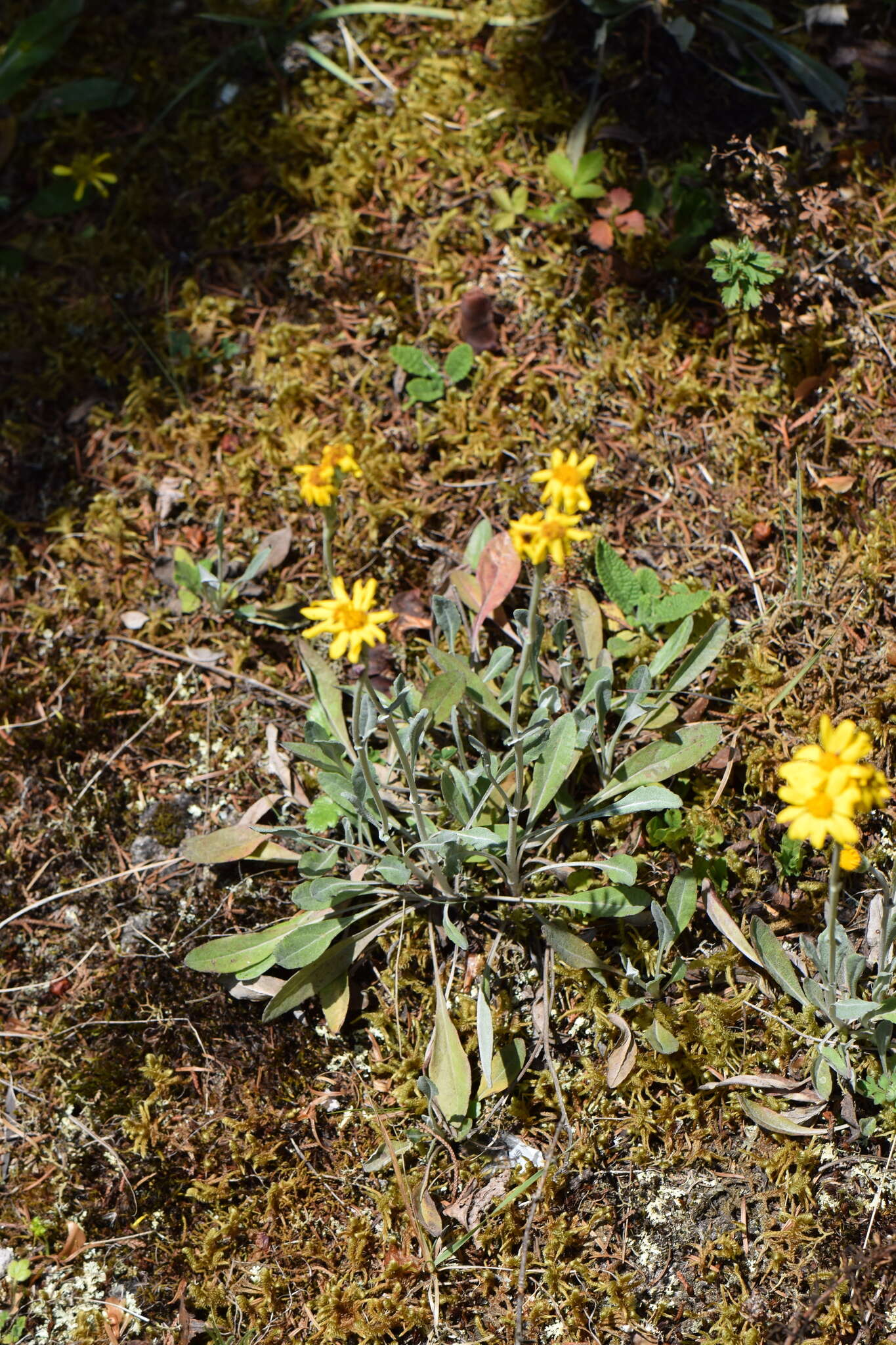 Image of Packera bellidifolia (Kunth) W. A. Weber & Á. Löve