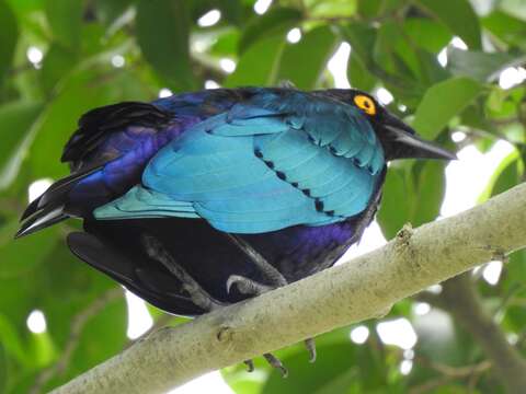 Image of Purple Glossy Starling