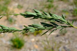 Слика од Freylinia longiflora Benth.