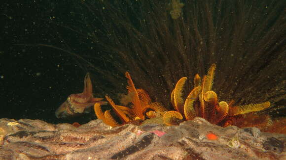 Image of Patchwork Cuttlefish