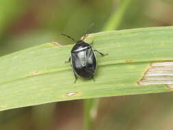 Plancia ëd Sehirus cinctus cinctus (Palisot 1811)