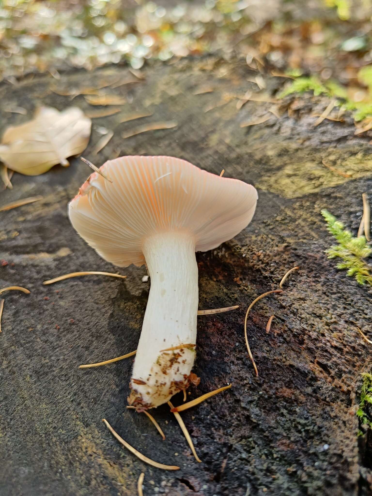 Image of Russula nobilis Velen. 1920