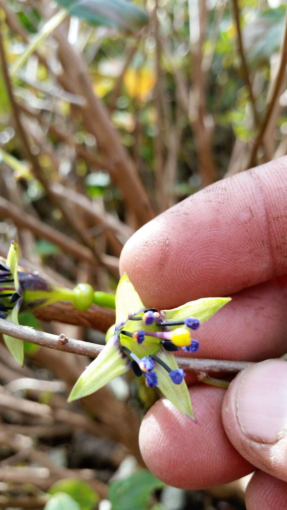 Image of Fuchsia colensoi Hook. fil.