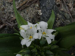 Image of Zephyra compacta C. Ehrh.