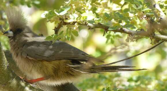 Image of White-backed Mousebird