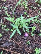 Image of Pinos Altos Mountain bean