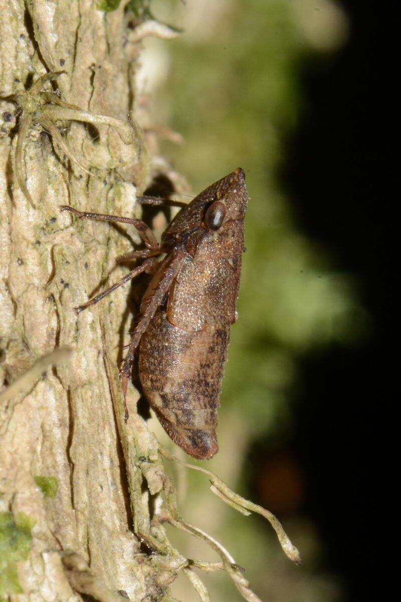 Image of Errhomenus brachypterus Fieber 1866