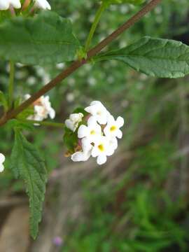 Image of Lantana dinteri Moldenke