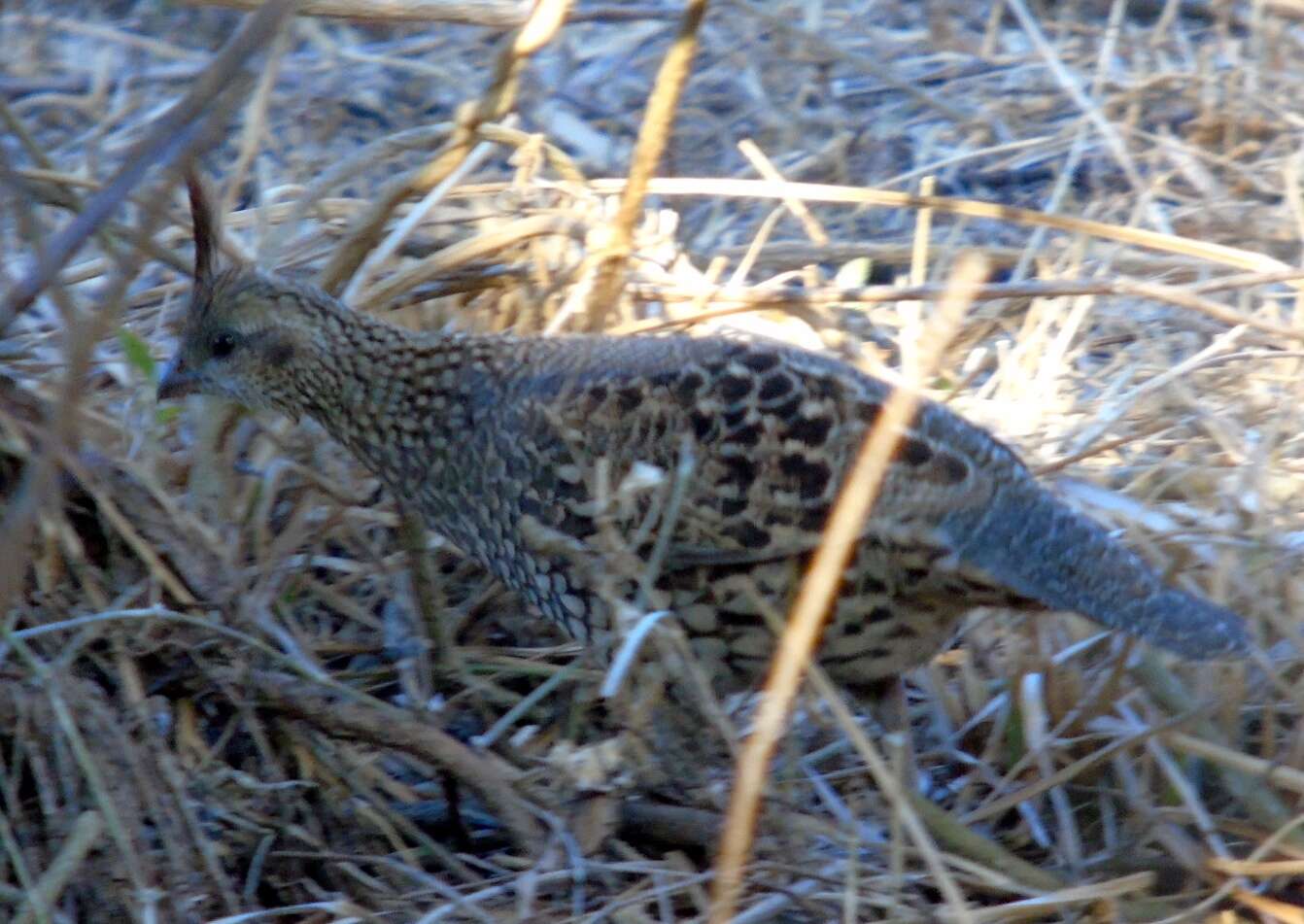 Image of Elegant Quail