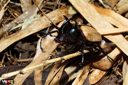 Image of Eupatorus gracilicornis Arrow 1908