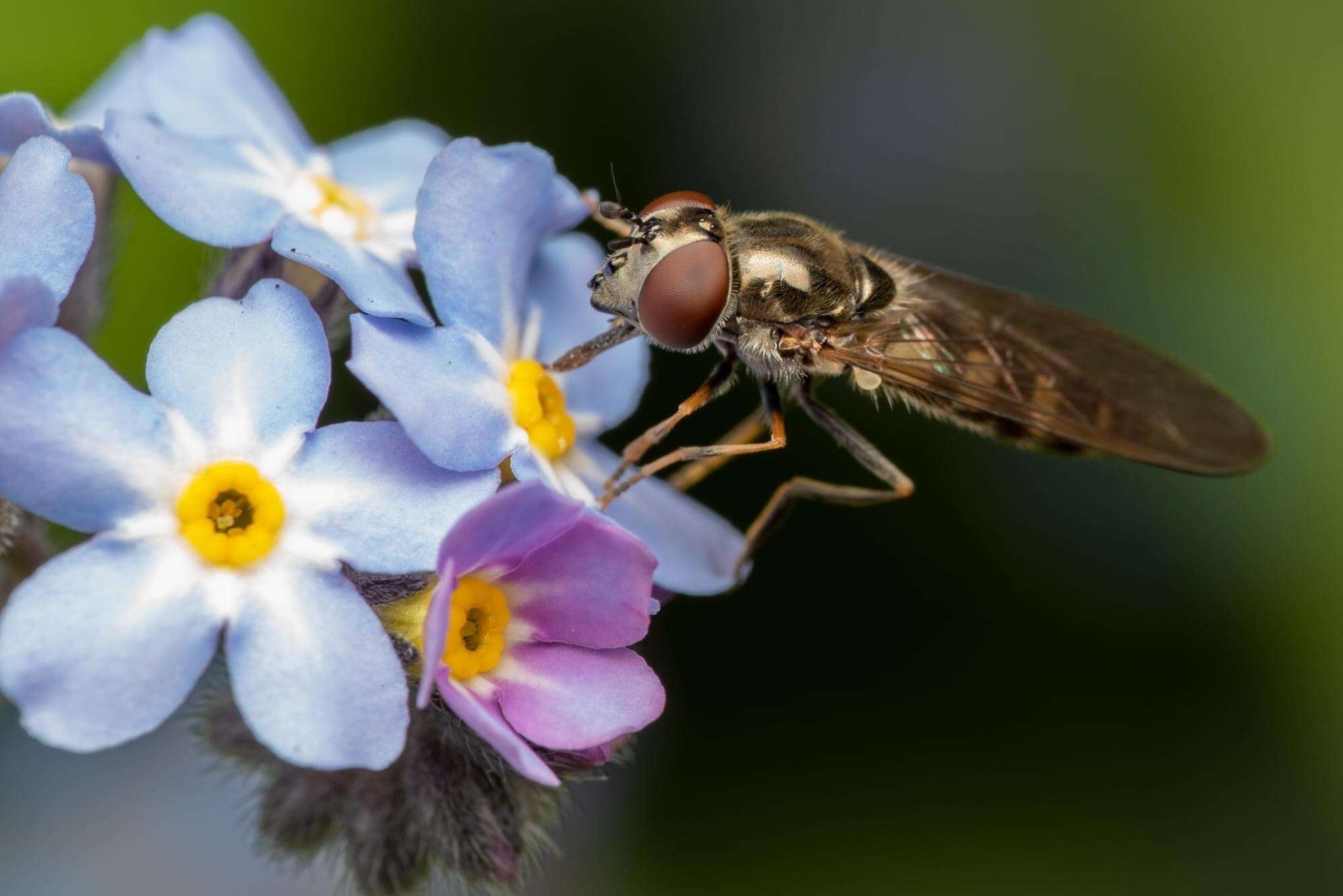 Image of <i>Platycheirus tarsalis</i>