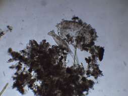 Image of Rotifer