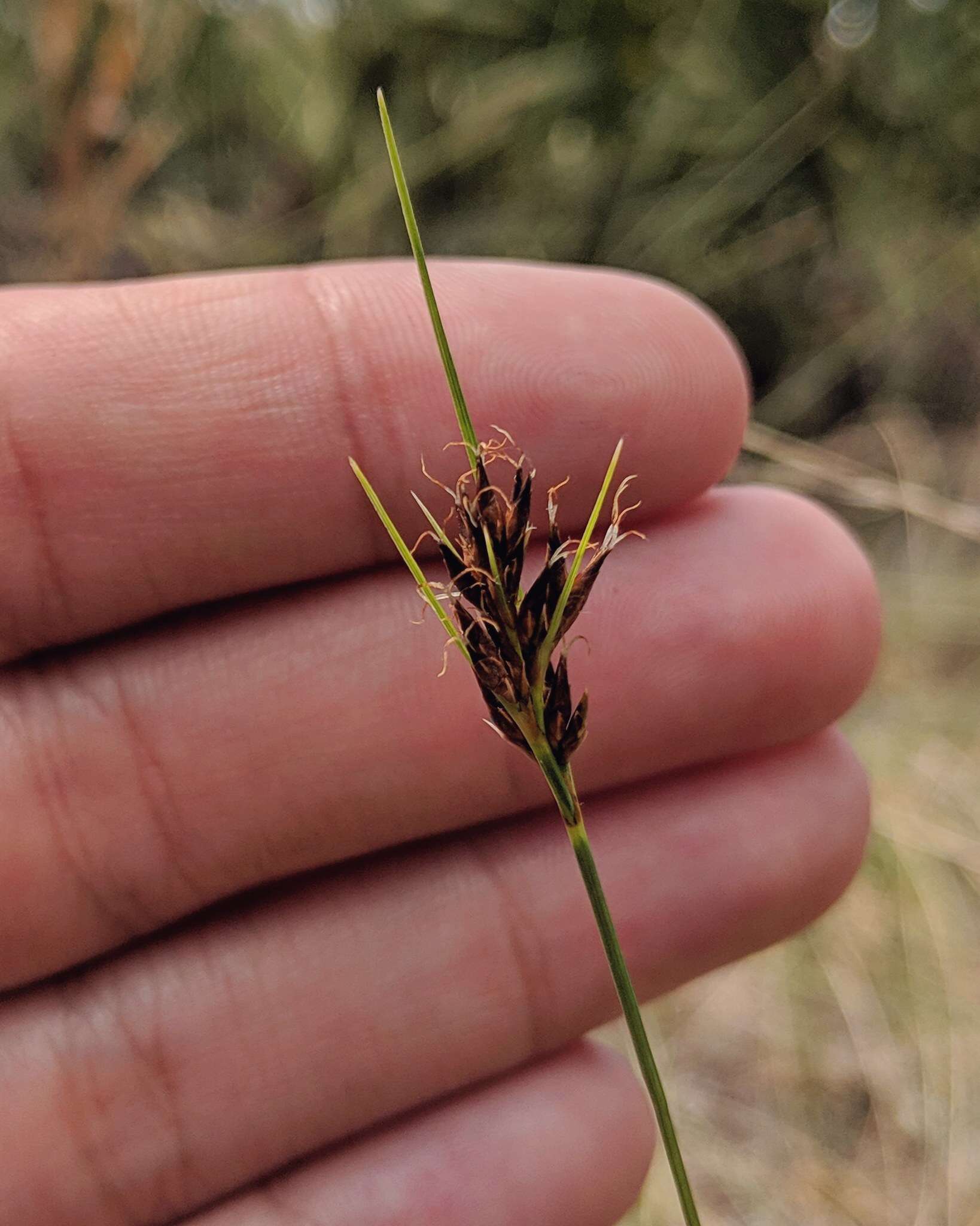 صورة Rhynchospora plumosa Elliott