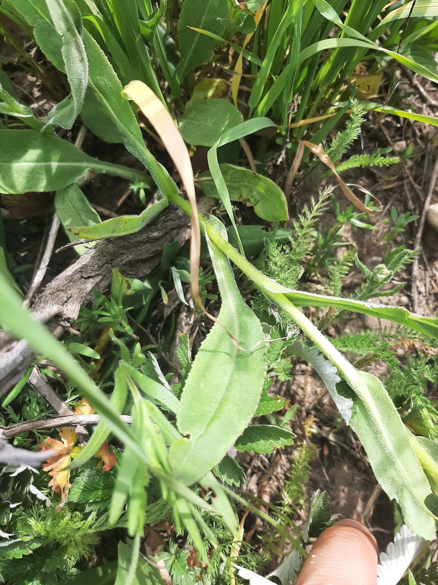 Image of Hall's ragwort