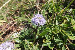 Image de Globularia meridionalis (Podp.) O. Schwarz