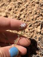 Image of sanddune ipomopsis