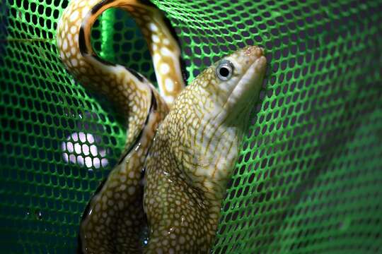 Image of Honeycomb Moray