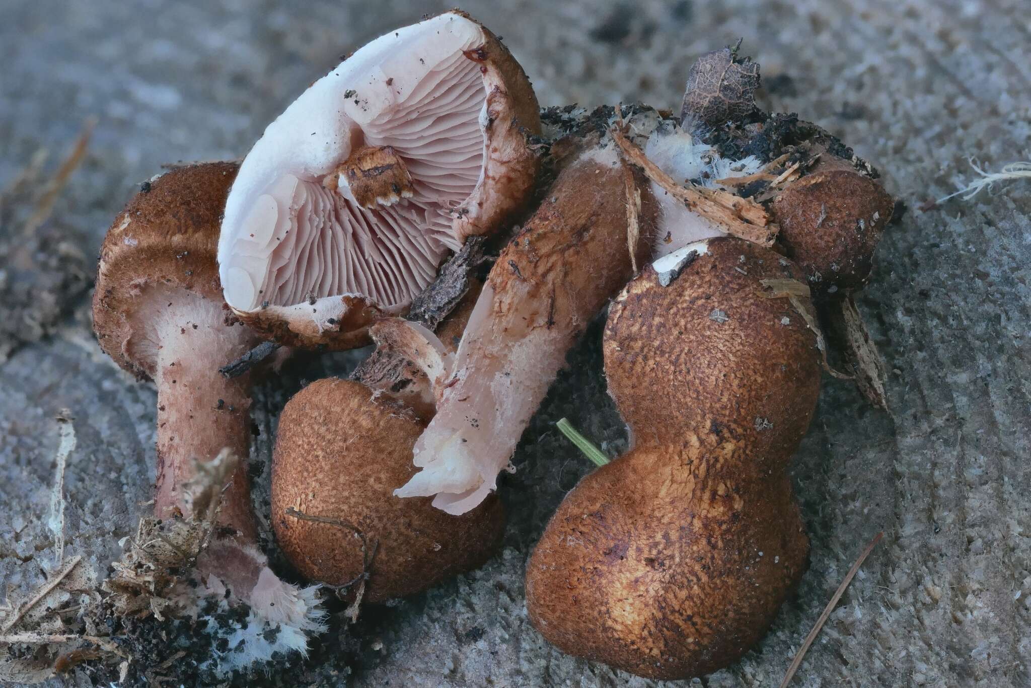 Image of Lepiota boudieri Bres. 1884