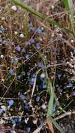 Image of Net Veined Bladderwort