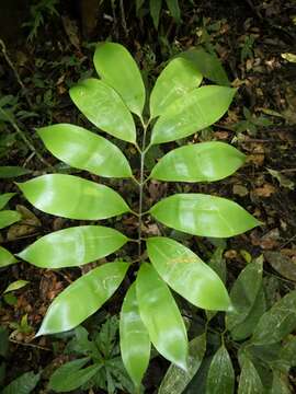 Image of Zamia manicata Linden ex Regel