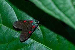 Image of Cyanopepla fastuosa Walker 1854