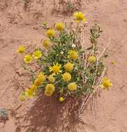 Image of western blanketflower