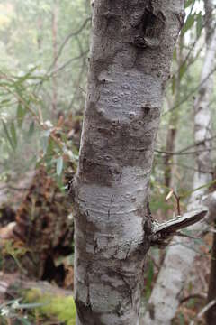 Imagem de Nematolepis squamea subsp. squamea