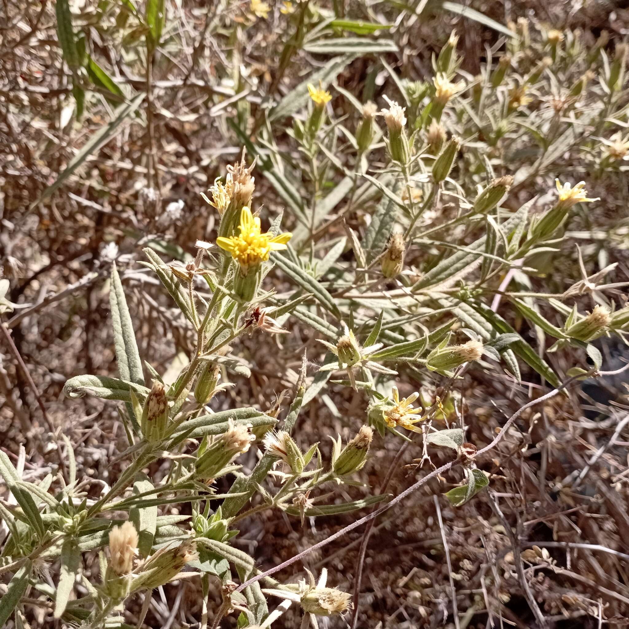 Imagem de Trixis angustifolia DC.