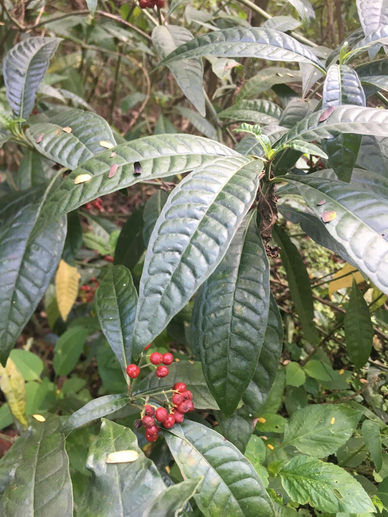 صورة Psychotria tenuifolia Sw.