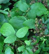 Image of Rubus angloserpens E. S. Edees & A. Newton