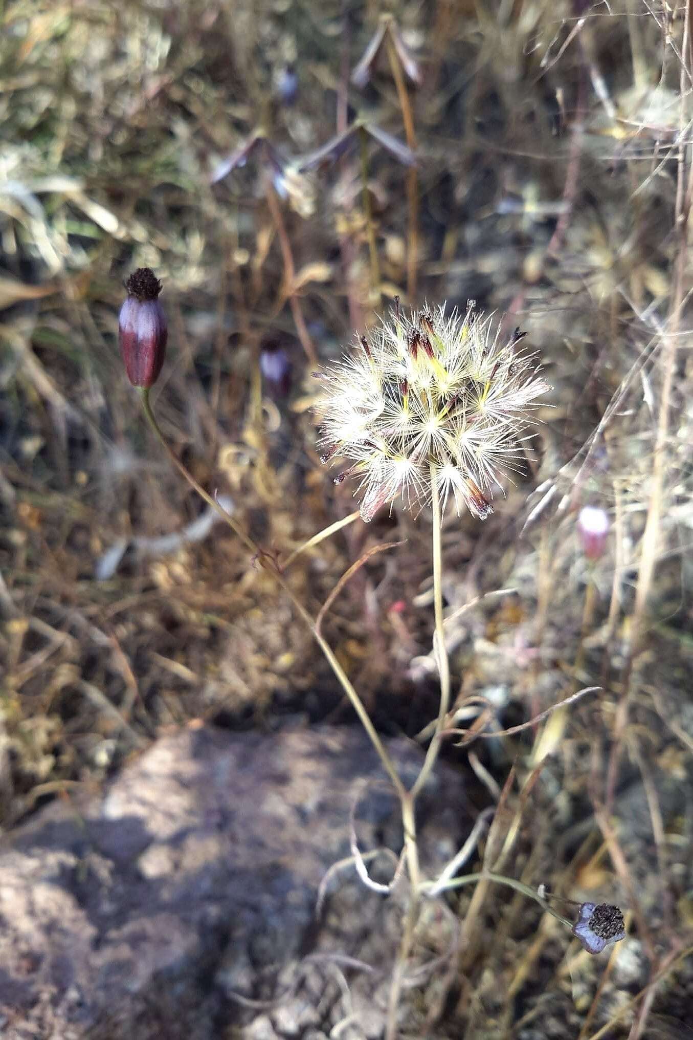 Image of Porophyllum linaria (Cav.) DC.