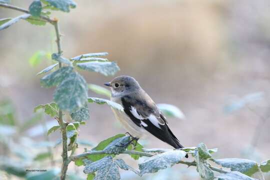 Image of Atlas Pied Flycatcher