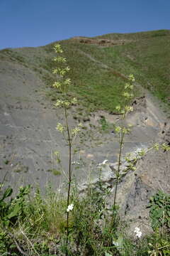 Image of Asperula molluginoides (M. Bieb.) Rchb.