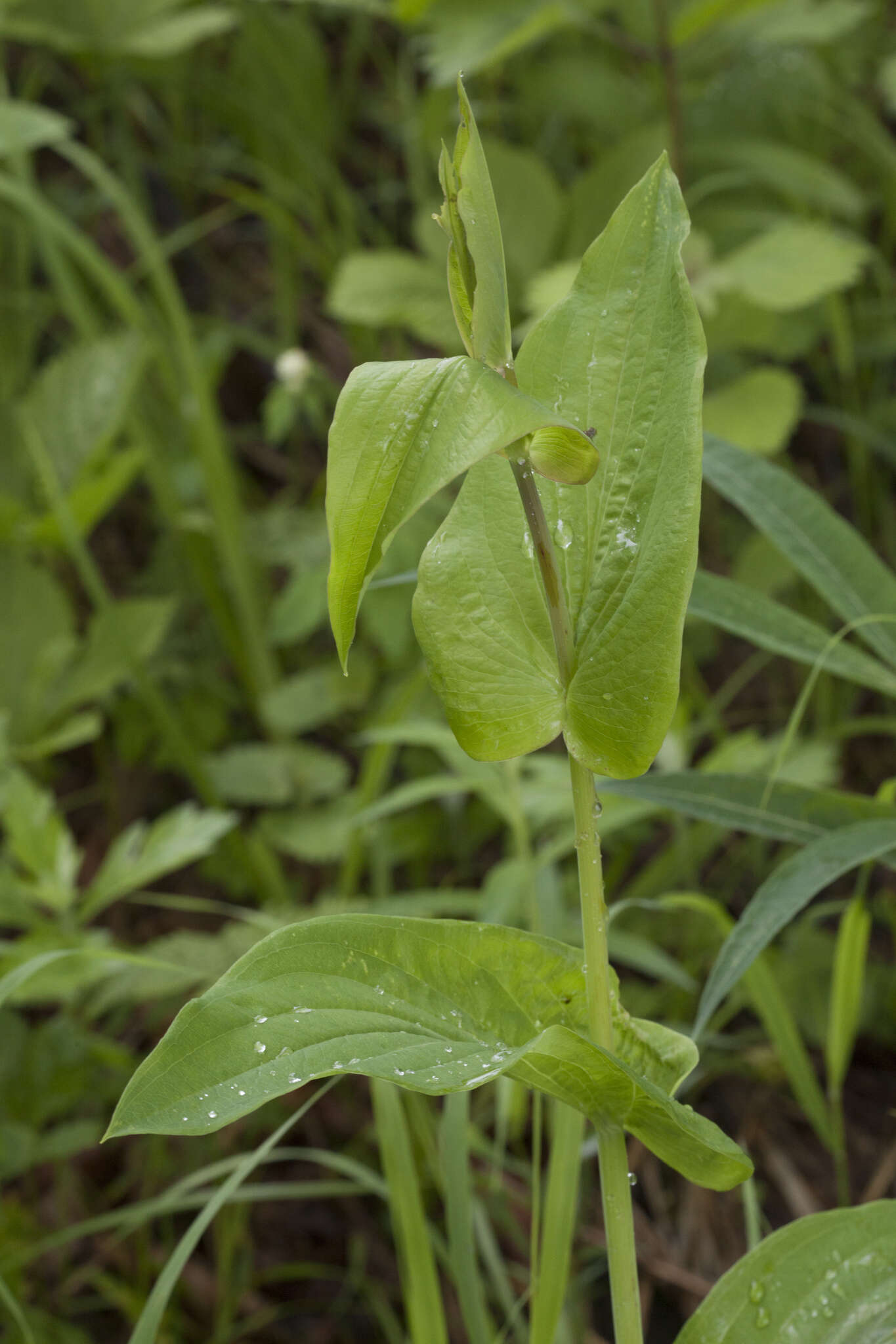 Image of Bupleurum longiradiatum Turcz.