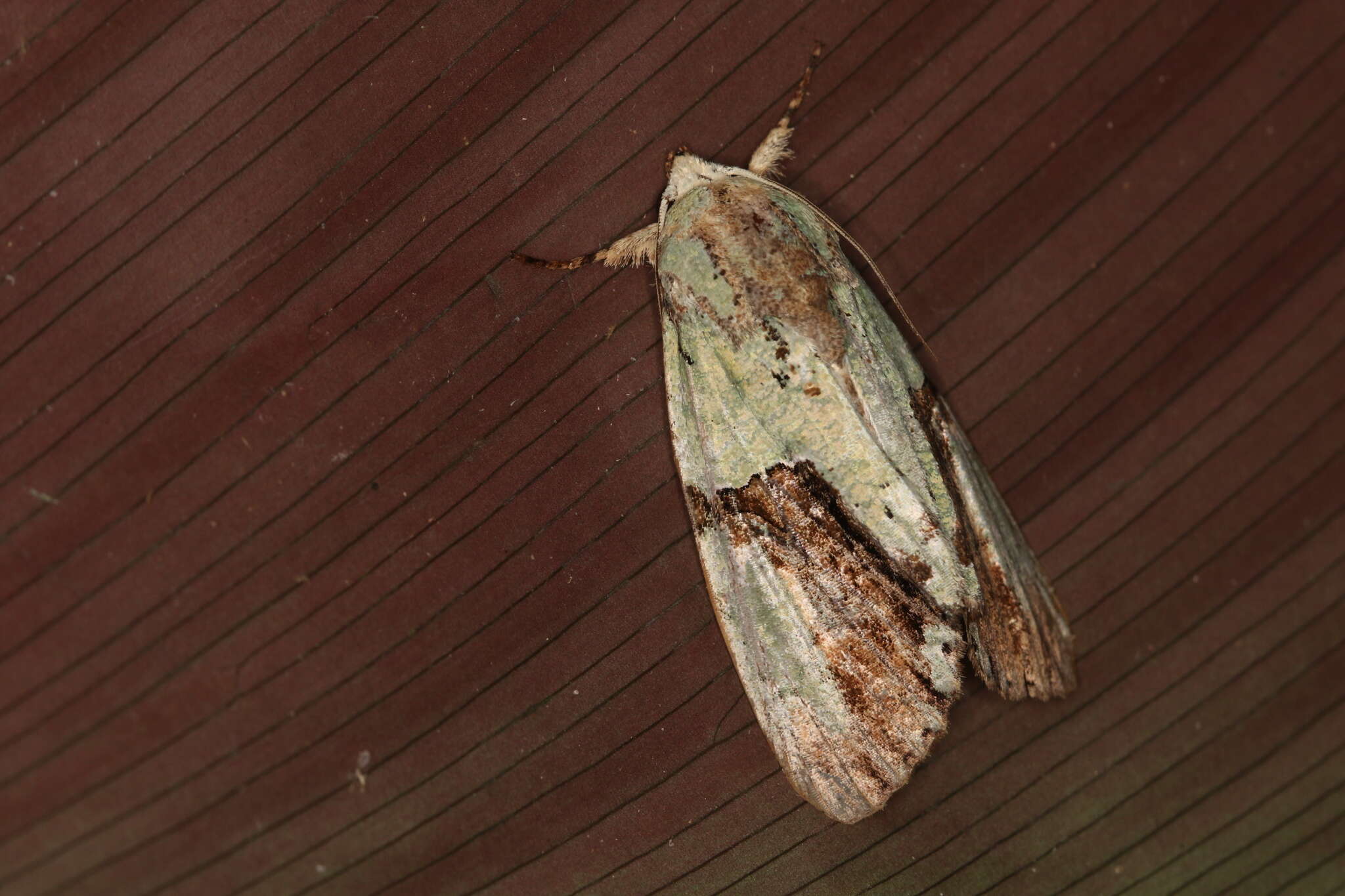 Image of Stauropides persimilis Hampson 1909