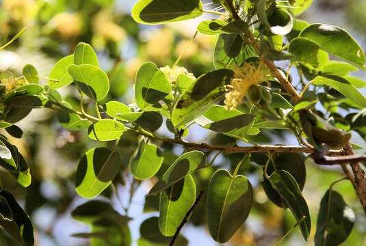 Image of Bead-Bean Tree