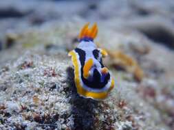 Image of Chromodoris annae Bergh 1877