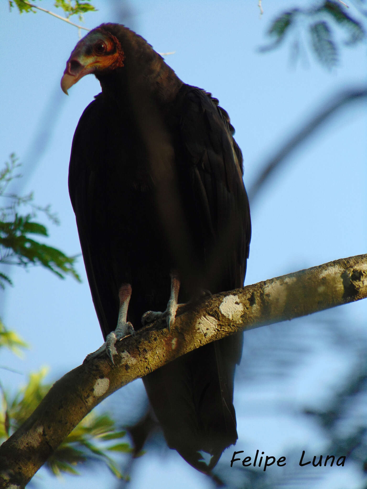 Image of Lesser Yellow-headed Vulture