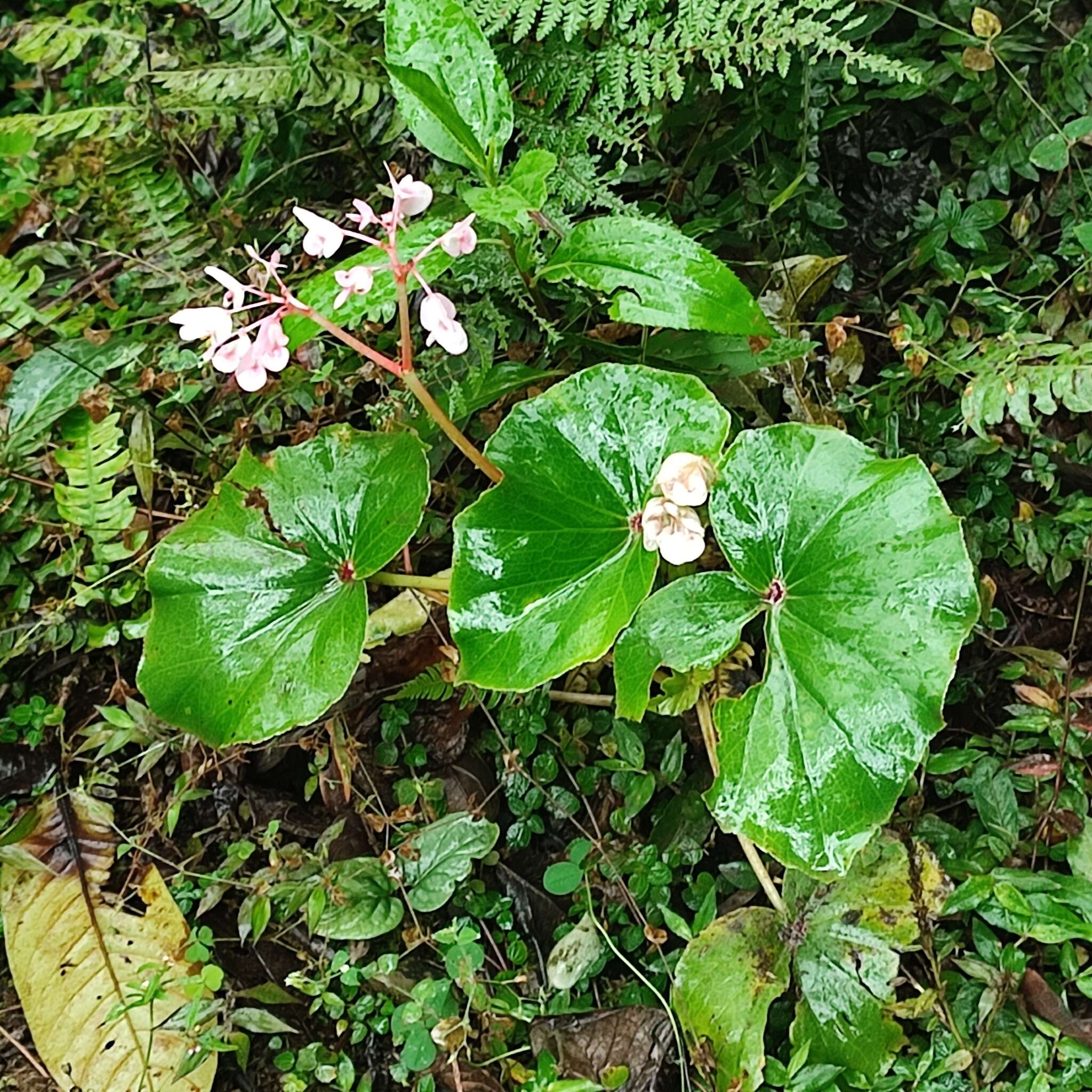 صورة Begonia bracteosa A. DC.