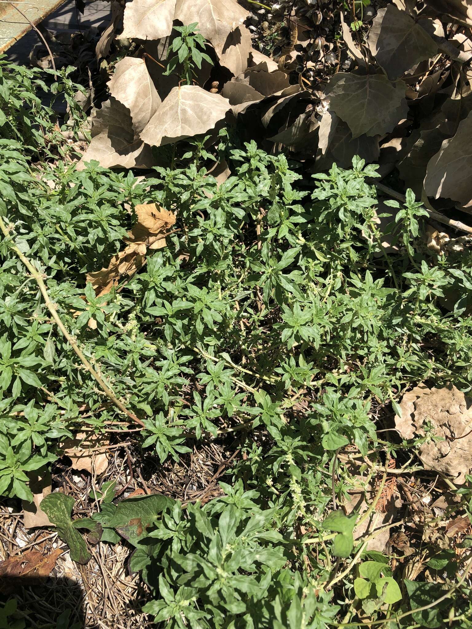 Imagem de Amaranthus polygonoides L.