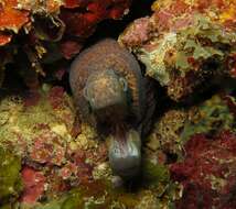 Image of Black cheek moray