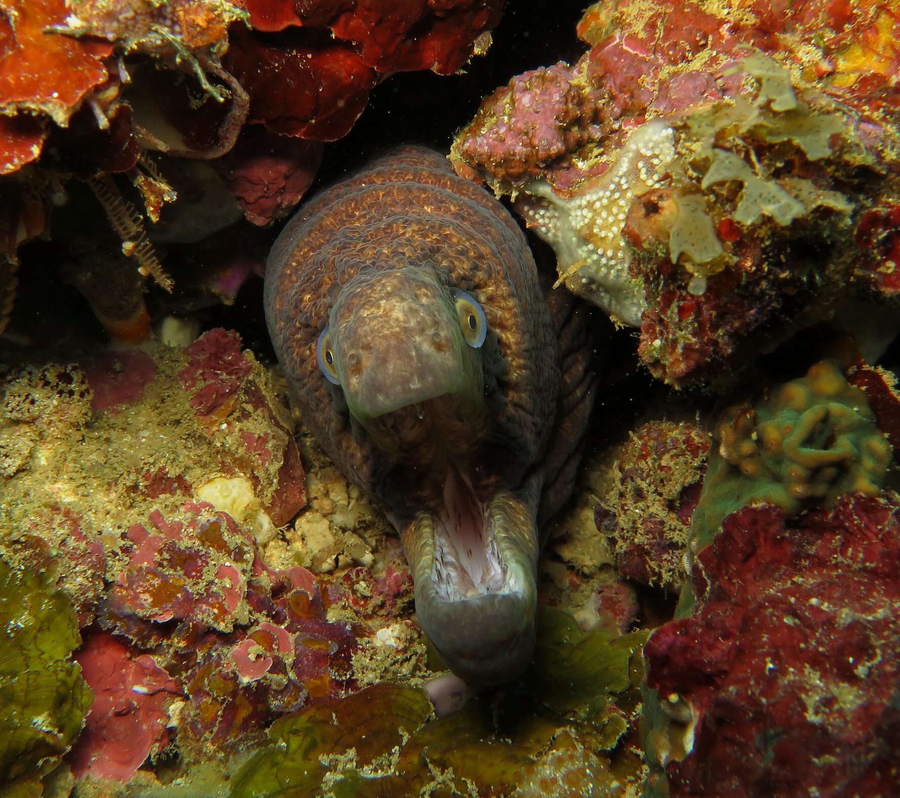 Слика од Gymnothorax breedeni McCosker & Randall 1977