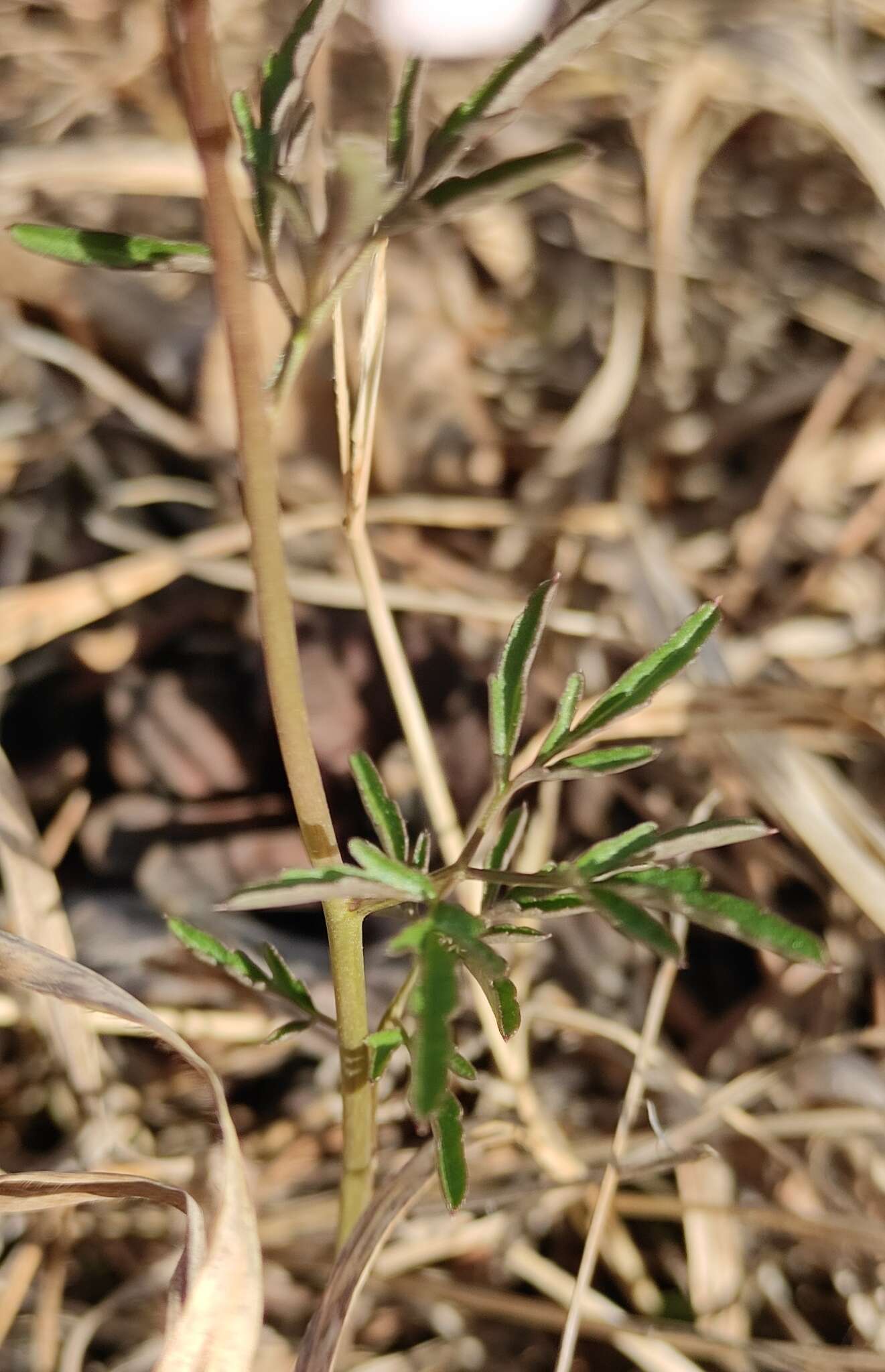 Imagem de Cardamine trifida (Lam. ex Poir.) B. M. G. Jones